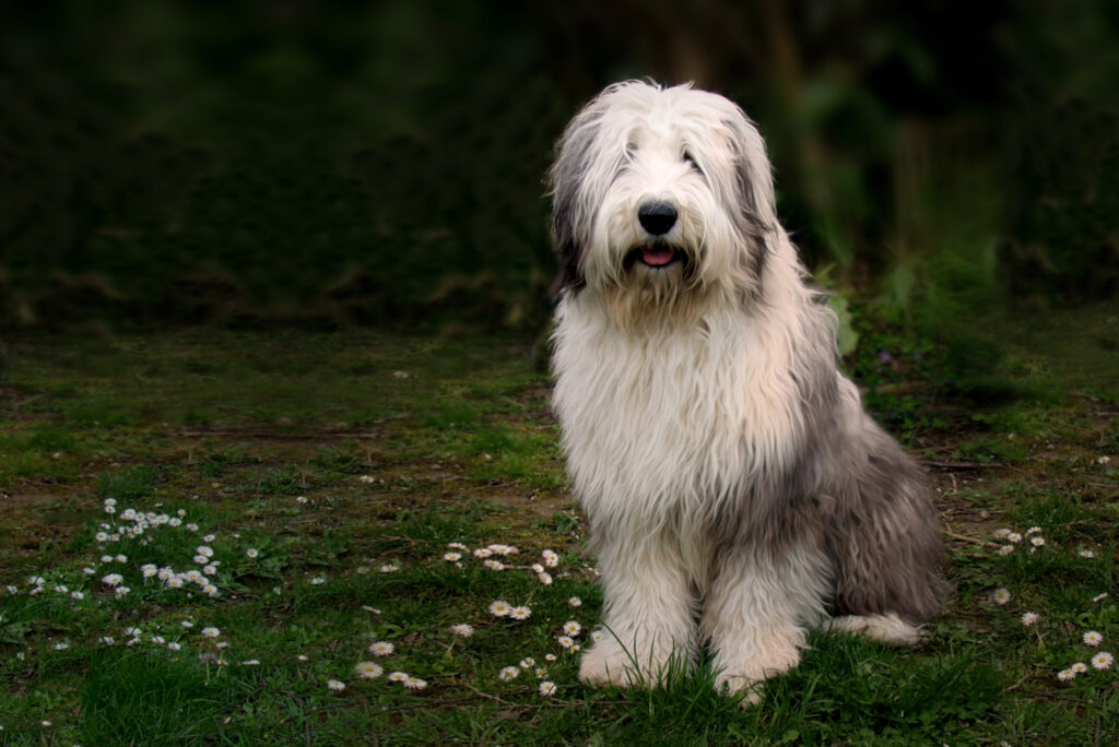 Owczarek staroangielski bobtail – historia, wygląd, charakter