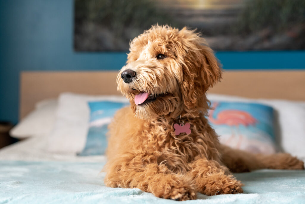 Goldendoodle: Idealny Towarzysz i Terapeuta